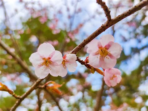 小櫻花樹|12個常見日本櫻花品種介紹–特徵、開花時期讓你賞花。